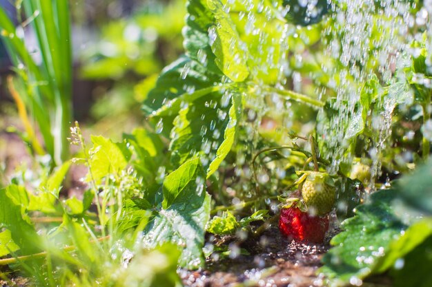 夏の暑さの中、プランテーションでイチゴの植物に水をやる