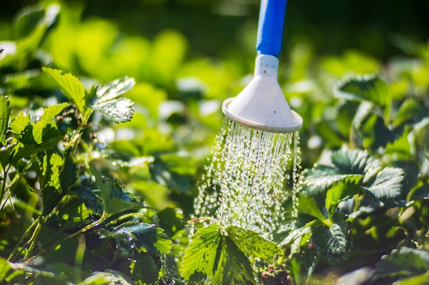 じょうろで夏の暑さの中でプランテーションのイチゴの植物に水をまく ガーデニングのコンセプト ベッドの列で育つ農業植物