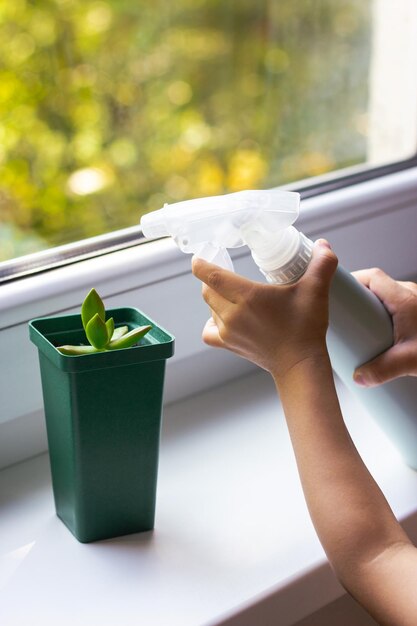 Watering the succulent plant with a spray gun The childs hands hold spray gun and water the plant