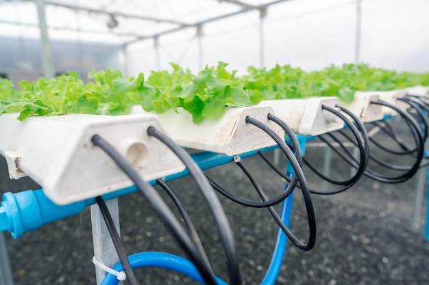 Photo watering system in hydroponic farm