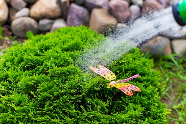 Thuyボール植物ケアに水をまく