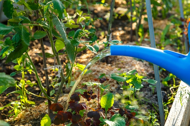 Watering tomato bushes with a stream of water from a watering can under the root