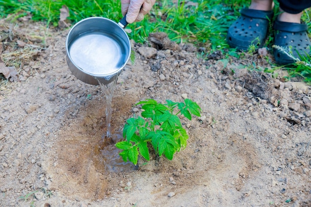 Watering tomato seedlings when planting them in ground