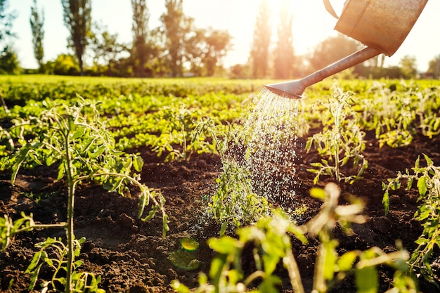 Watering tomato sprouts from a watering can at sunset in countryside