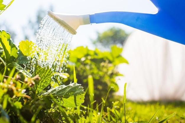 사진 여름 더위에 농장에 식물에 물을 주는 물방울