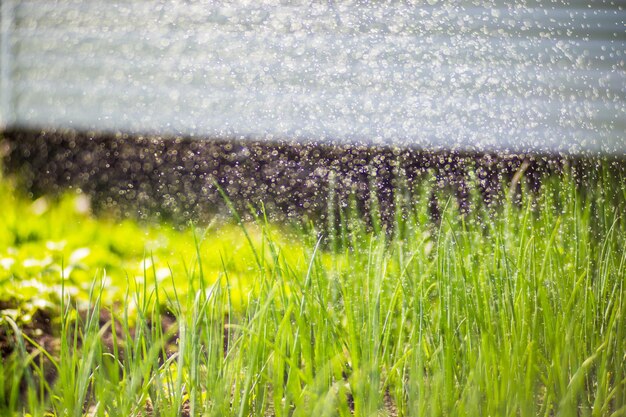 Watering vegetable plants on a plantation in the summer heat Drops of water irrigate crops Gardening concept Agriculture plants growing in bed row