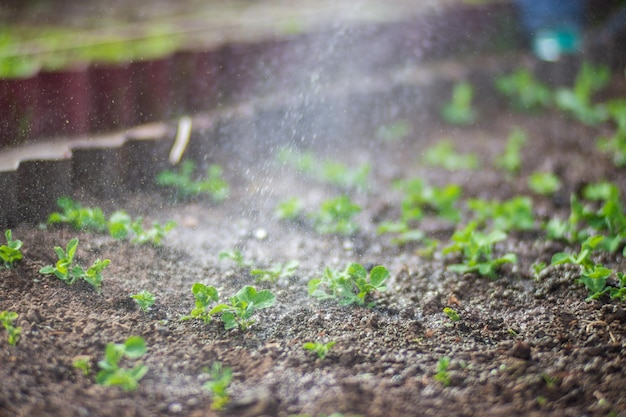 Watering vegetable plants on a plantation in the summer heat Drops of water irrigate crops Gardening concept Agriculture plants growing in bed row