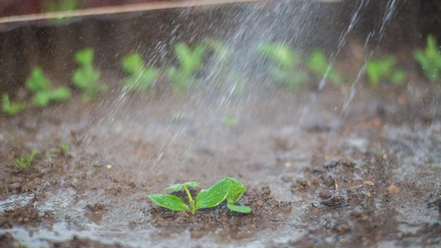 Foto innaffiare le piante di ortaggi in una piantagione nella calura estiva gocce d'acqua irrigano le colture concetto di giardinaggio piante agricole che crescono nella fila del letto