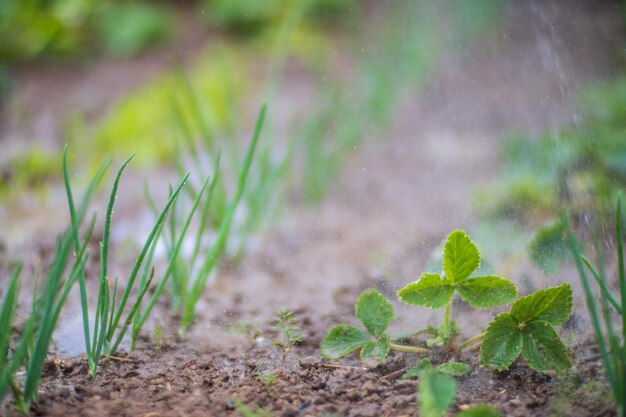 Watering vegetable plants on a plantation in the summer heat Drops of water irrigate crops Gardening concept Agriculture plants growing in bed row