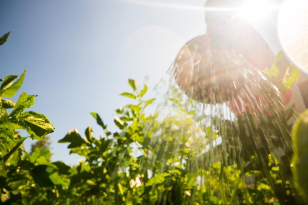 夏の暑さで植林で野菜の植物に水を注ぐ ガーデニングコンセプト 床の列で育つ農業の植物