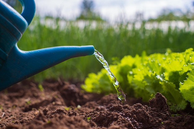 Watering vegetable plants on a plantation in the summer heat with a watering can Gardening concept Agriculture plants growing in bed row