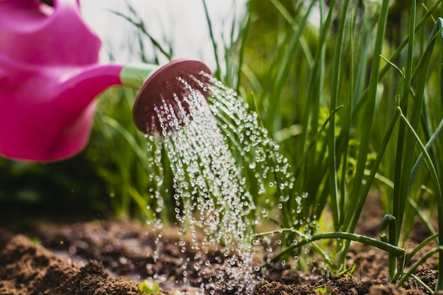 Watering vegetable plants on a plantation in the summer heat with a watering can Gardening concept Agriculture plants growing in bed row