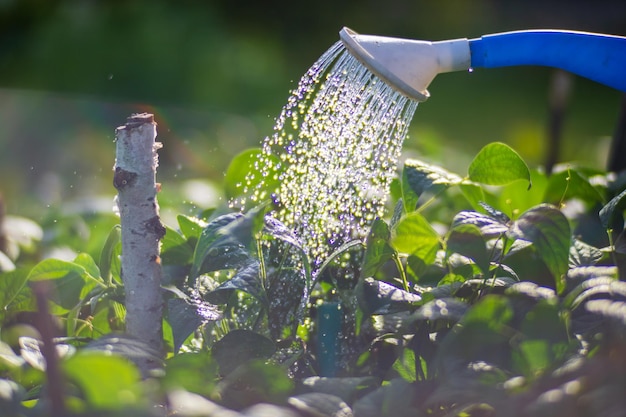 Innaffiare le piante vegetali in una piantagione nella calura estiva con un annaffiatoio concetto di giardinaggio piante agricole che crescono nella fila del letto