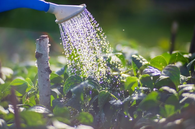 Foto innaffiare le piante vegetali in una piantagione nella calura estiva con un annaffiatoio concetto di giardinaggio piante agricole che crescono nella fila del letto