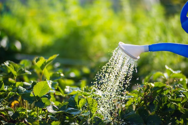 Watering vegetable plants on a plantation in the summer heat with a watering can Gardening concept Agriculture plants growing in bed row