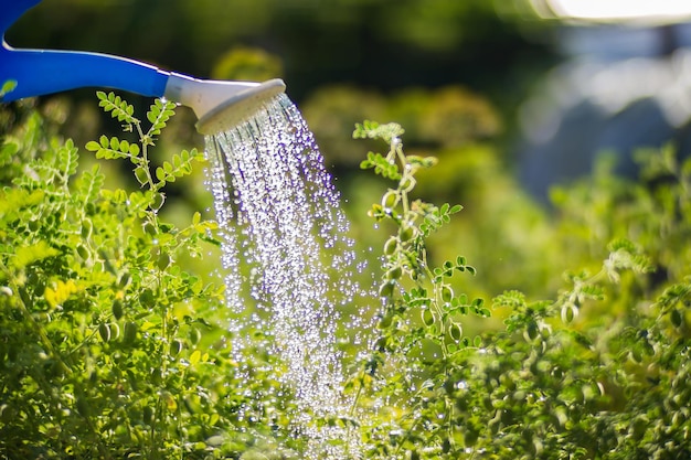 Watering vegetable plants on a plantation in the summer heat with a watering can Gardening concept Agriculture plants growing in bed row