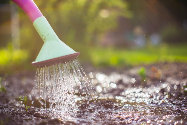 Watering vegetable plants on a plantation in the summer heat with a watering can Gardening concept Agriculture plants growing in bed row