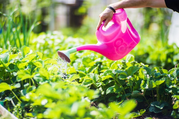 Foto innaffiare le piante vegetali in una piantagione nella calura estiva con un annaffiatoio concetto di giardinaggio piante agricole che crescono nella fila del letto