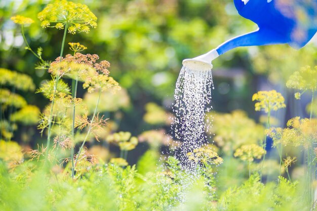 Foto innaffiare le piante vegetali in una piantagione nella calura estiva con un annaffiatoio concetto di giardinaggio piante agricole che crescono nella fila del letto