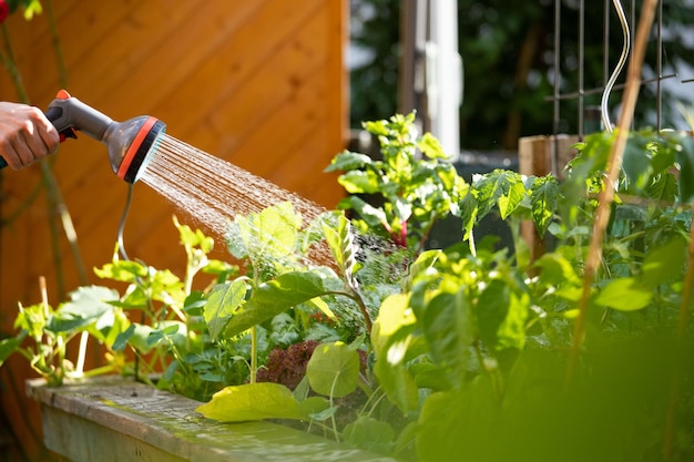 Photo watering vegetables and herbs in raised bed fresh plants and soil