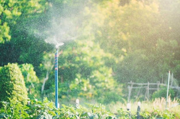 写真 スプリンガーを使った野菜の水やり