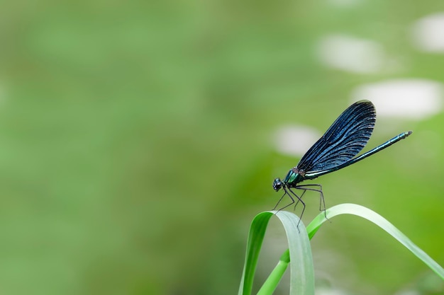 Waterjuffer of libel zit op een gras op een weide