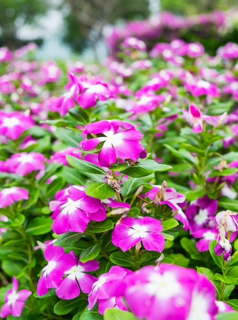 Waterkersvinca bloemstruik roze witte bloei