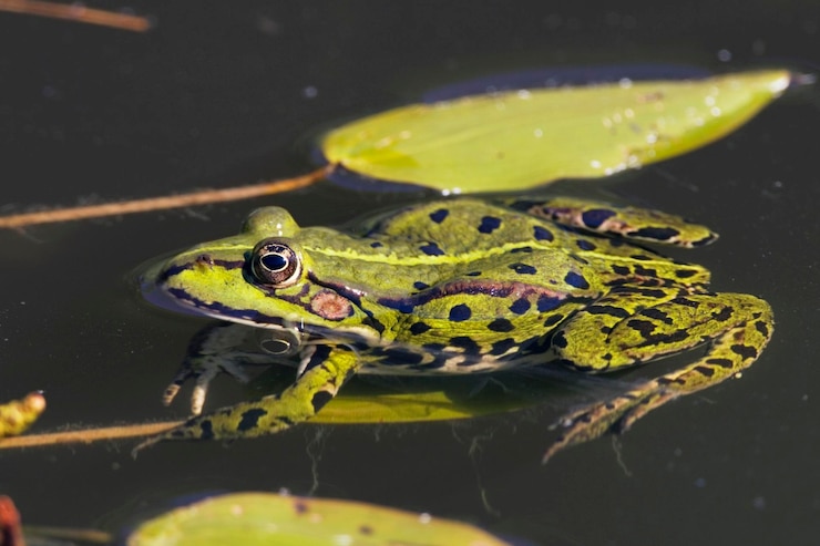 Foto waterkikker in de vijver rana esculenta beieren duitsland