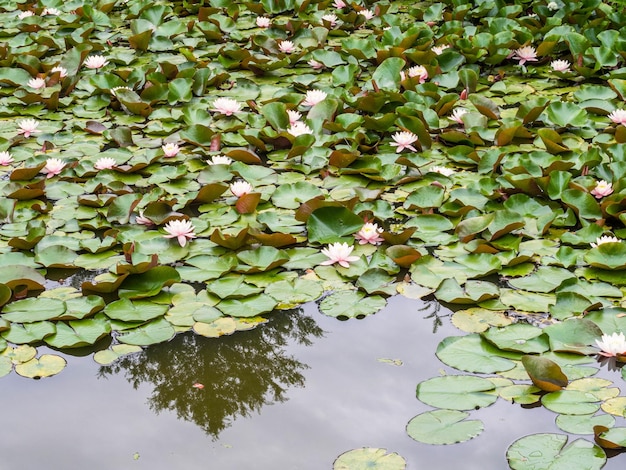 Waterlelie achtergrond Waterlelie met groene bladeren in vijver Link bloesem Zomer achtergrond