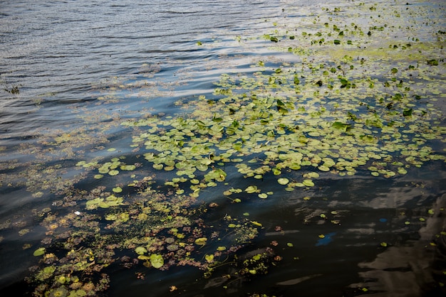 Waterlelie blad. Dnipro, Oekraïne