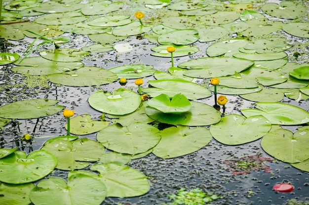 Waterlelie bloeit in de zomerdag