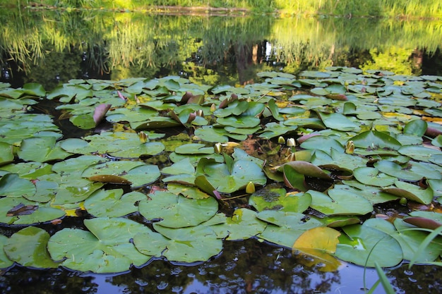 waterlelie bloeit op een vijver in het park