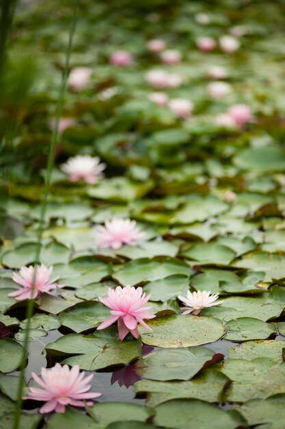 Waterlelie bloemen