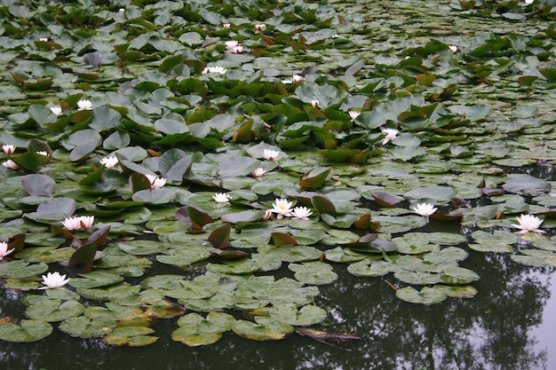 waterlelie in de vijver