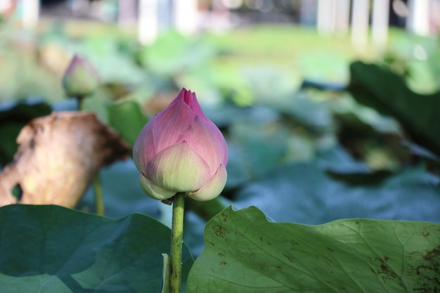 Waterlelie knop roze kleur in de natuur vijver met verlof achtergrond