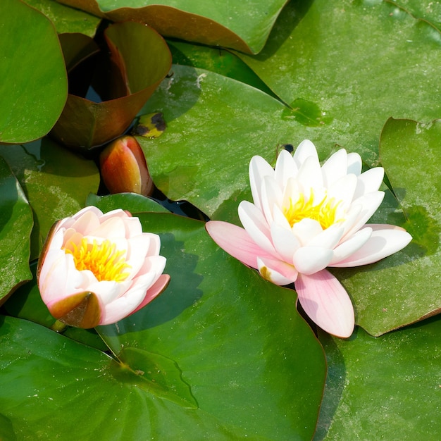 Waterlelie (Nymphaea alba) met groene bladeren in de vijver