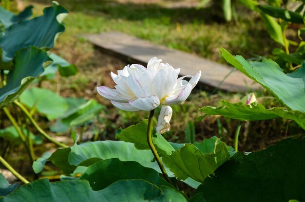 Waterlelie Nymphaea tetragona