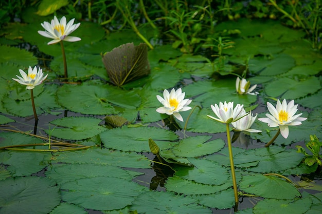 Waterlelie Nymphaeaceae waterlelies bloeien in vijver Rivieren en vijvers zijn gevuld met witte waterlelies tijdens het regenseizoen De nationale bloem van Bangladesh