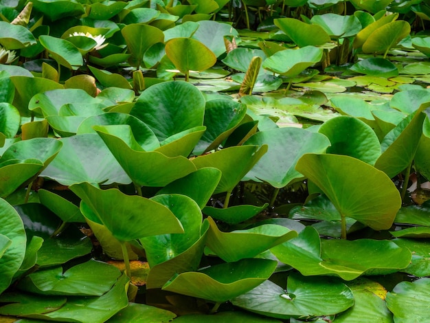 Waterlelie op de ansichtkaart van de meerontspanning