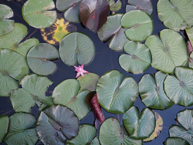 Waterlelie op het kleine meer, mooie bloemen witte nymphaea alba, gewoonlijk waterlelie of waterlelie genoemd tussen groene bladeren en blauw water