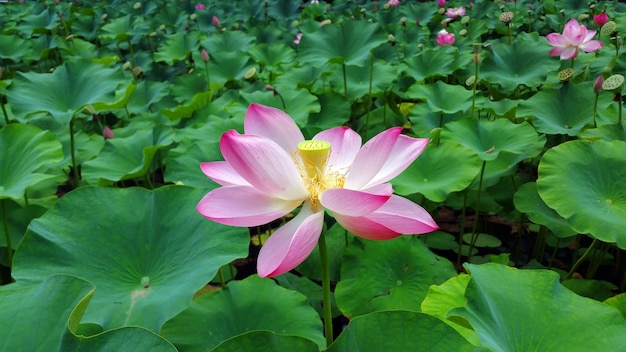 waterlelie roze bloemen en bladeren natuurlijke achtergrond