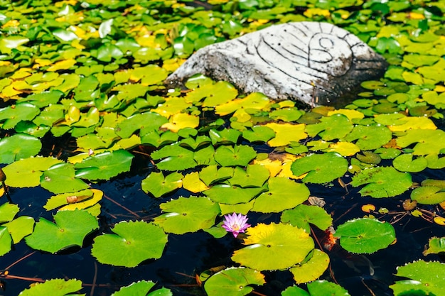 Waterlelies en lotussen in een vijver in het park