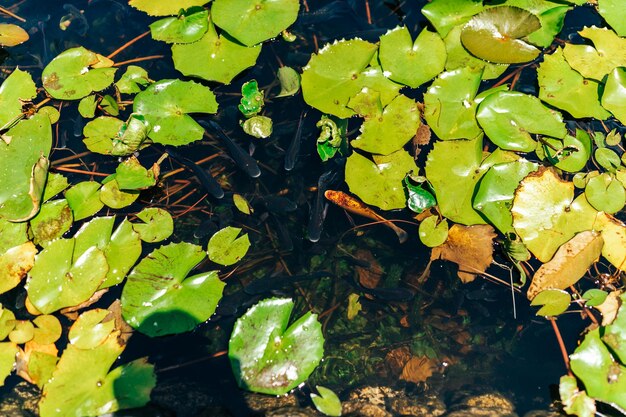 Waterlelies en lotussen in een vijver in het park