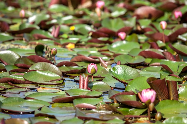 Foto waterlelies groeien in het meer