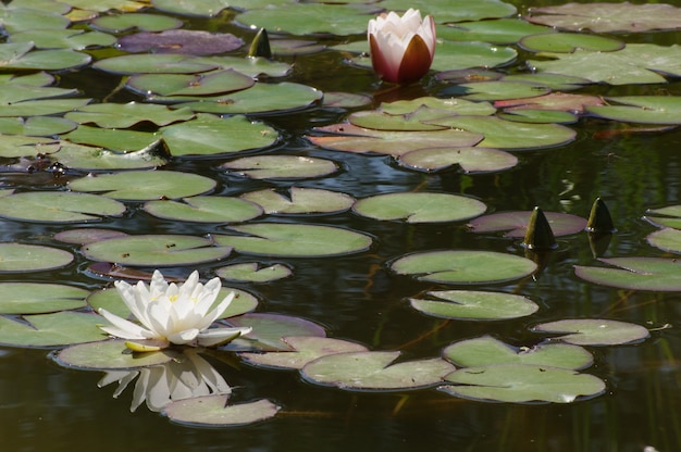 Waterlelies in bloei in een vijver voor een ontspannend moment