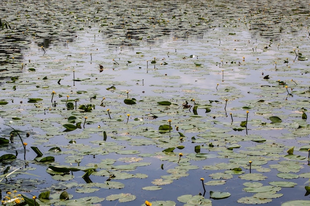 Waterlelies met gele knoppen langs de oever van het meer in de zomer