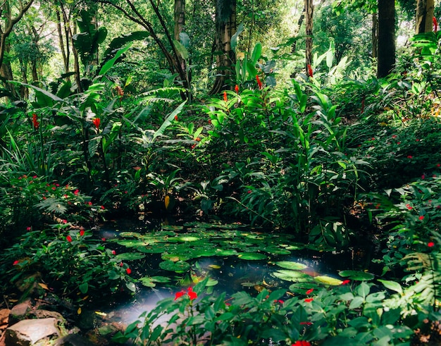 Waterlelies Nymphaeaceae in tropisch regenwoud