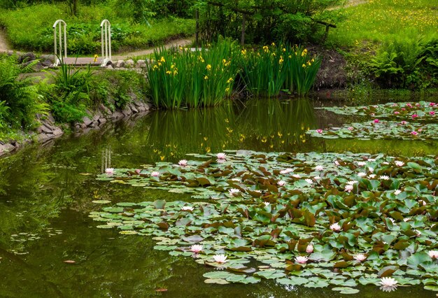 Foto waterlelies waterlelie lotus in vijver