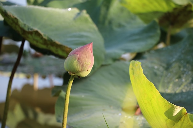 Waterlily bud pink color in the nature pond with sunrise the morning light 