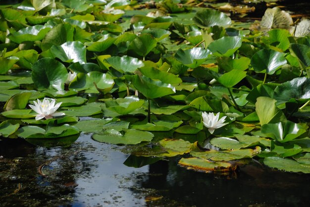 Waterlily flowers in a pond